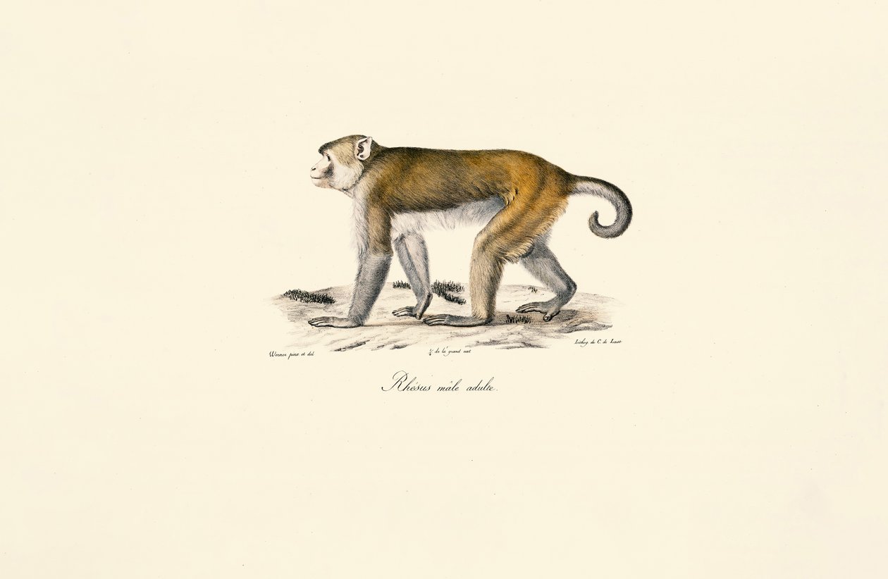  by Jacques Christophe Werner