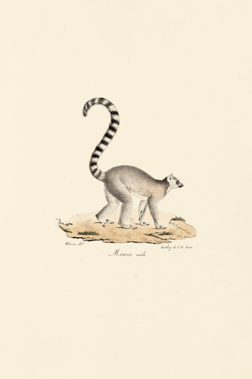 Halka Kuyruklu Lemur Erkek by Jacques Christophe Werner