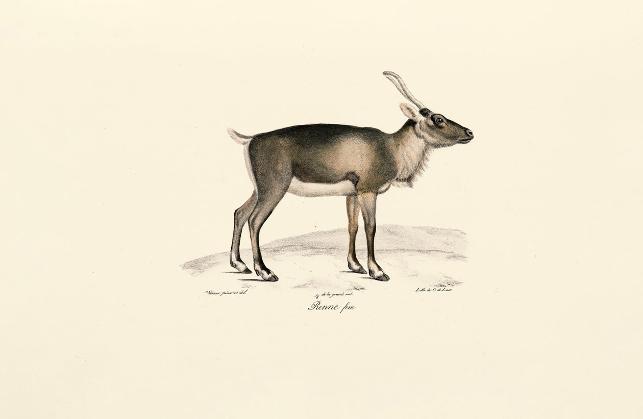 Sibirya Misk Geyiği (Moschus moschiferus) by Jacques Christophe Werner