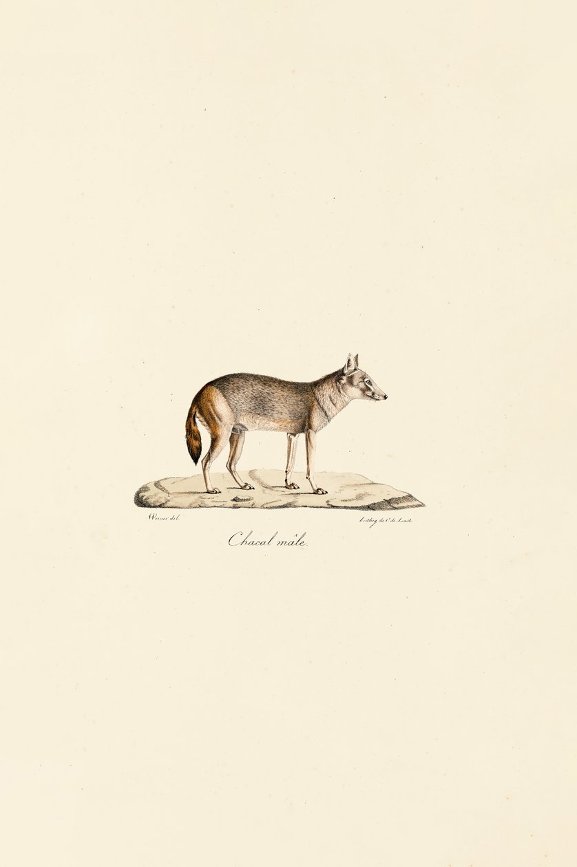 Yan çizgili Çakal by Jacques Christophe Werner