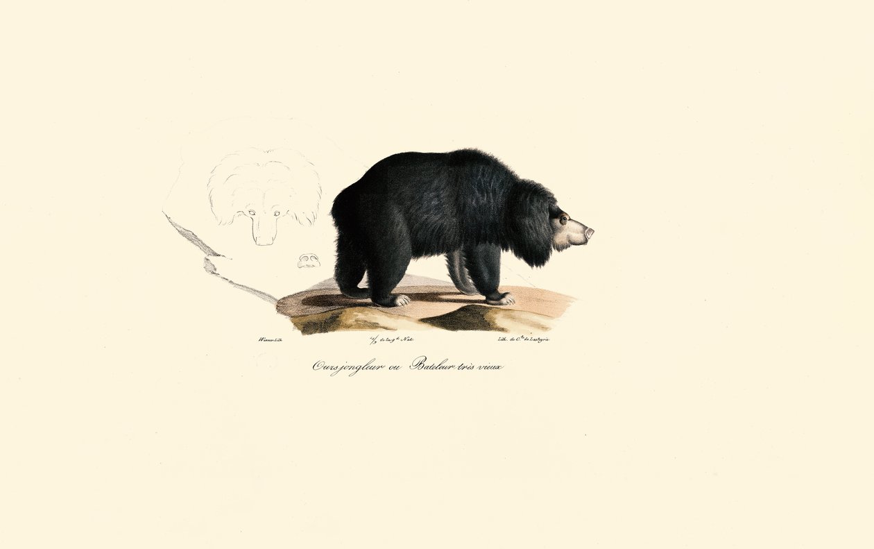 Tembel Ayı (Yaşlı Hokkabaz Ayı) by Jacques Christophe Werner