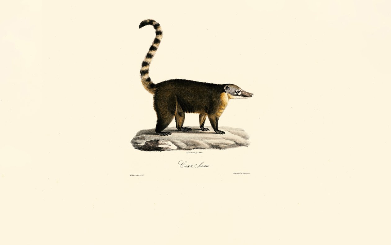 Güney Amerika Coati
