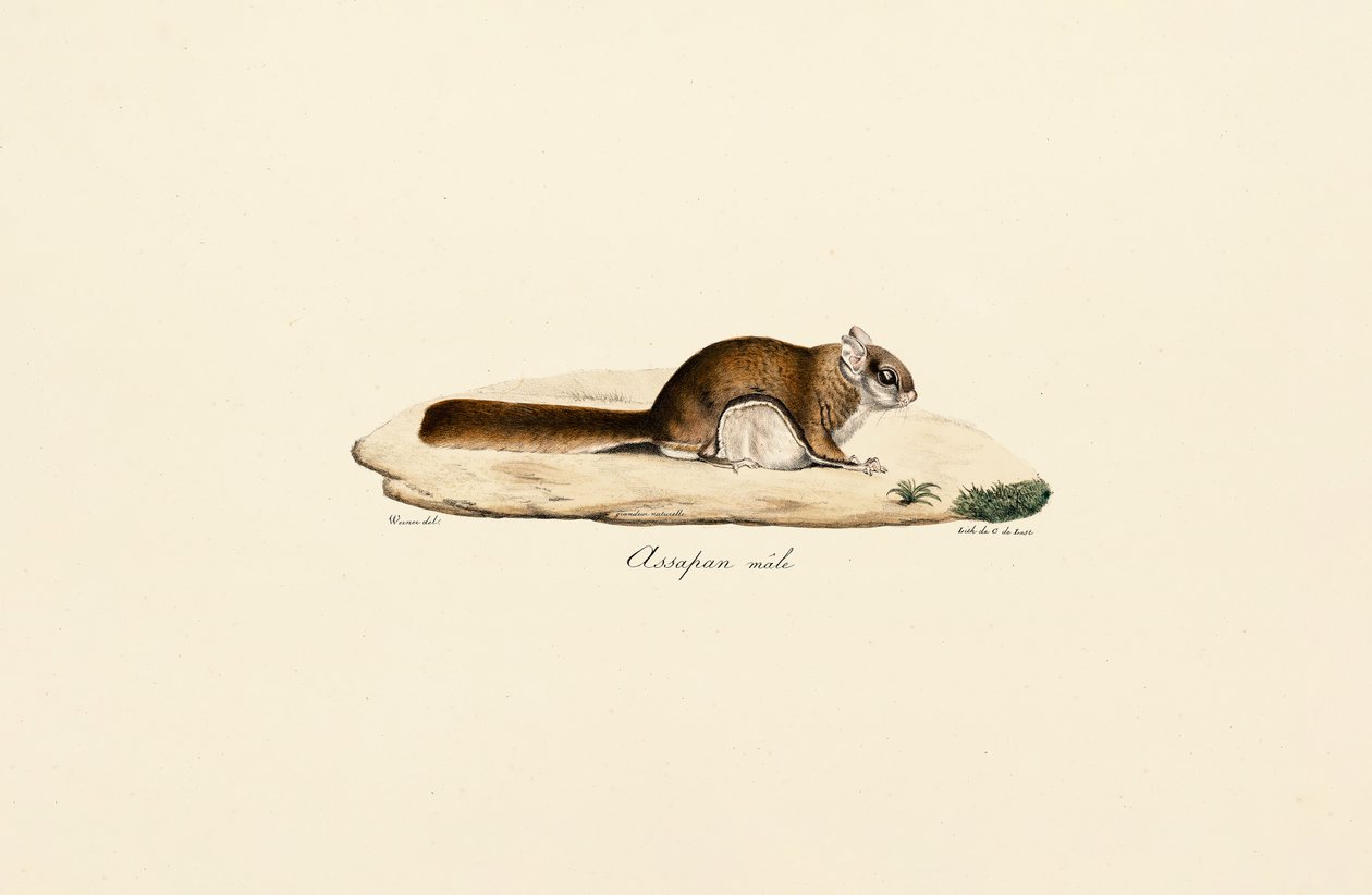 Güney Uçan Sincabı (Erkek) by Jacques Christophe Werner