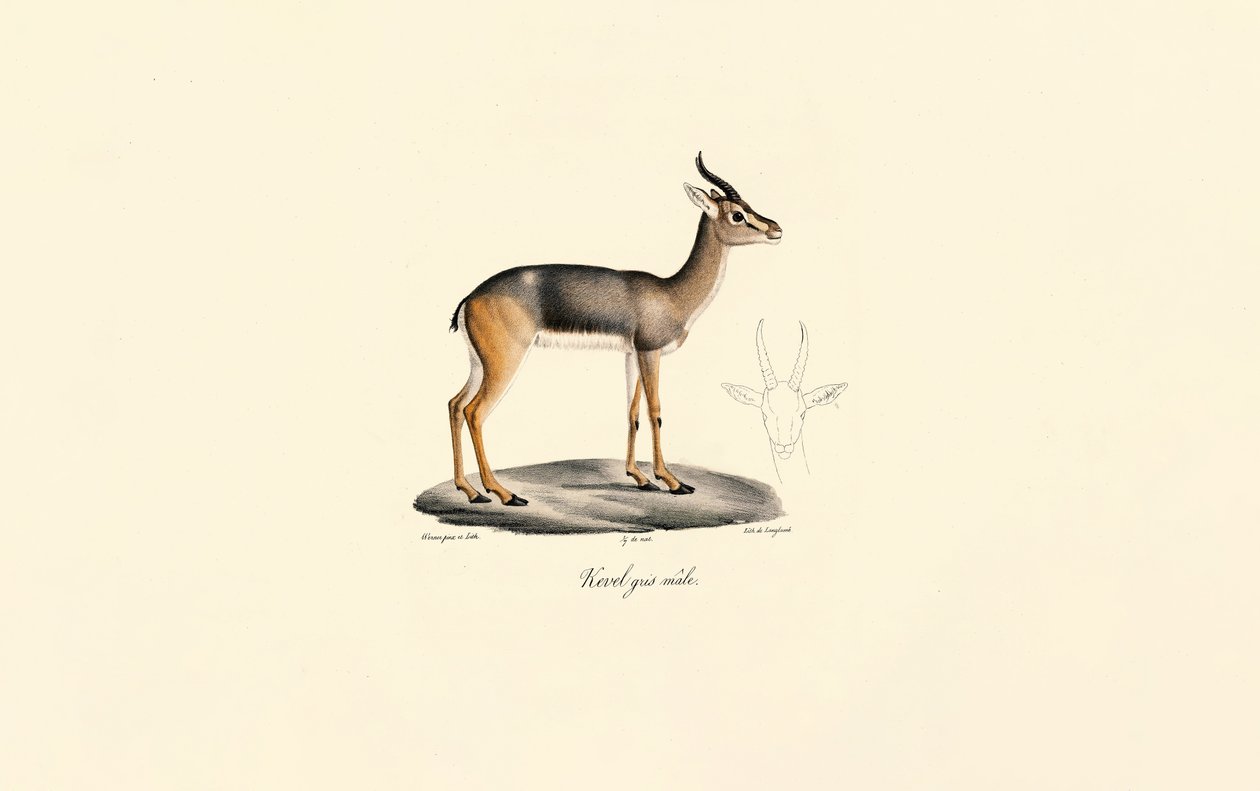 Güney Saz Delicesi (Révebi Antilopu, Erkek) by Jacques Christophe Werner