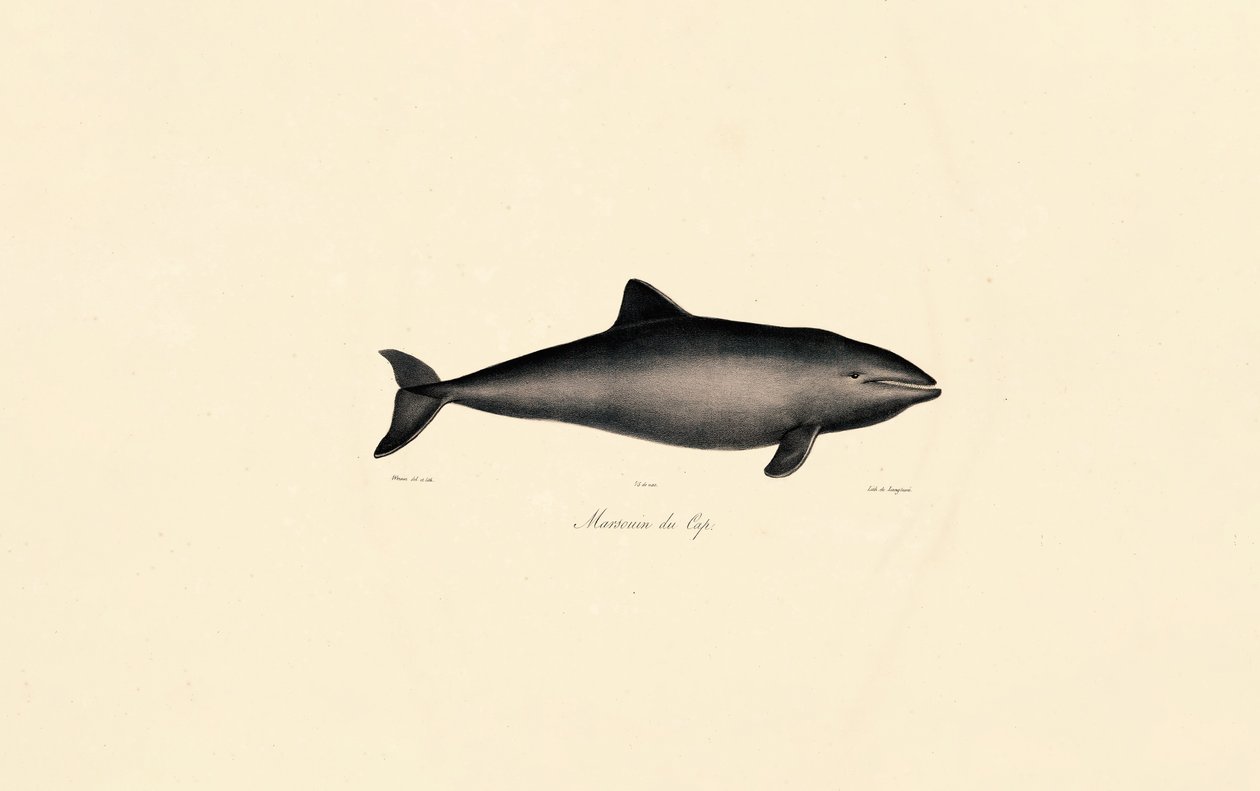 Güney Sağ Balinası Yunus by Jacques Christophe Werner