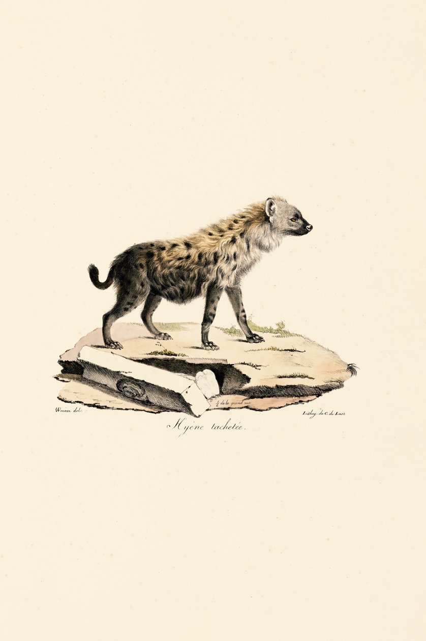Benekli Sırtlan by Jacques Christophe Werner