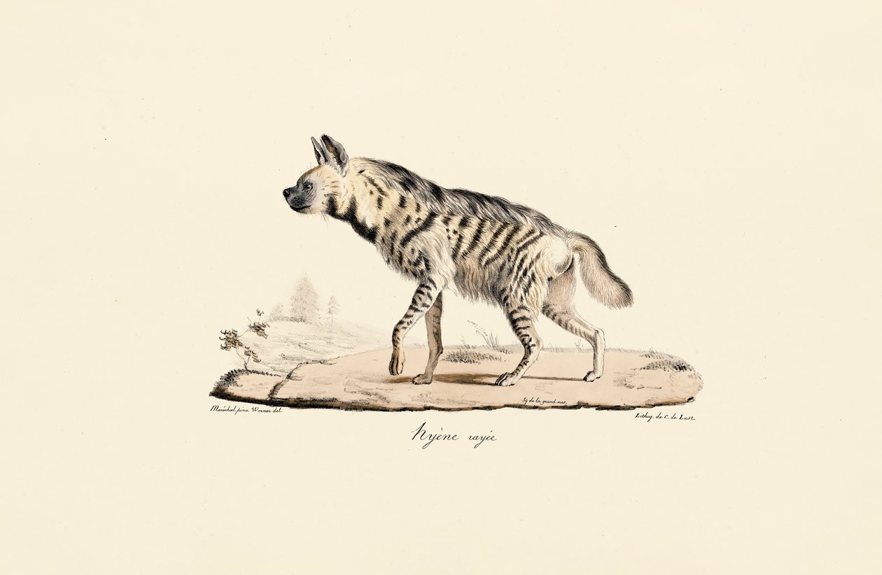 Çizgili Sırtlan by Jacques Christophe Werner