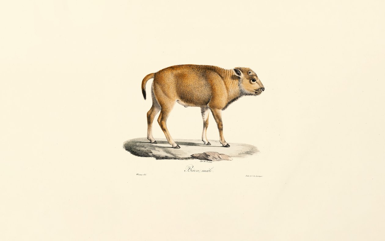 Takin (Budorcas taxicolor) by Jacques Christophe Werner
