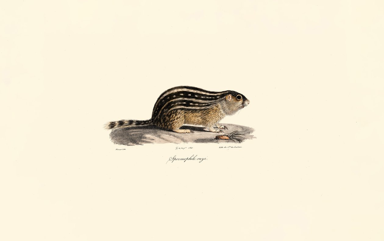 On Üç Çizgili Yer Sincabı by Jacques Christophe Werner