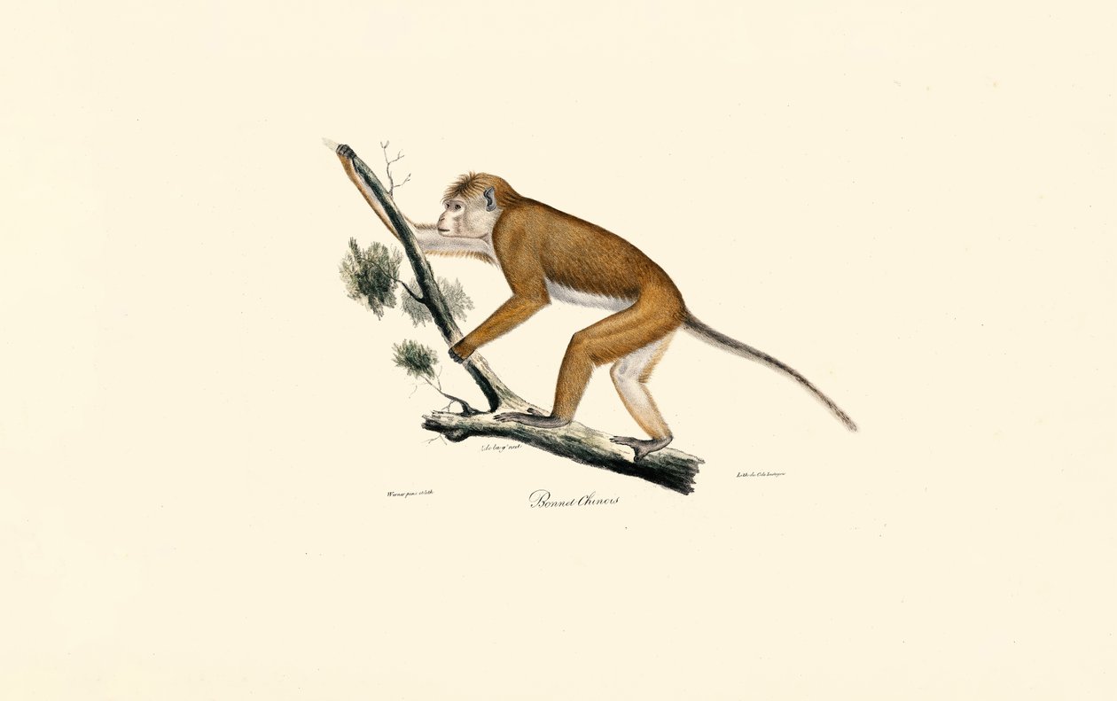  by Jacques Christophe Werner