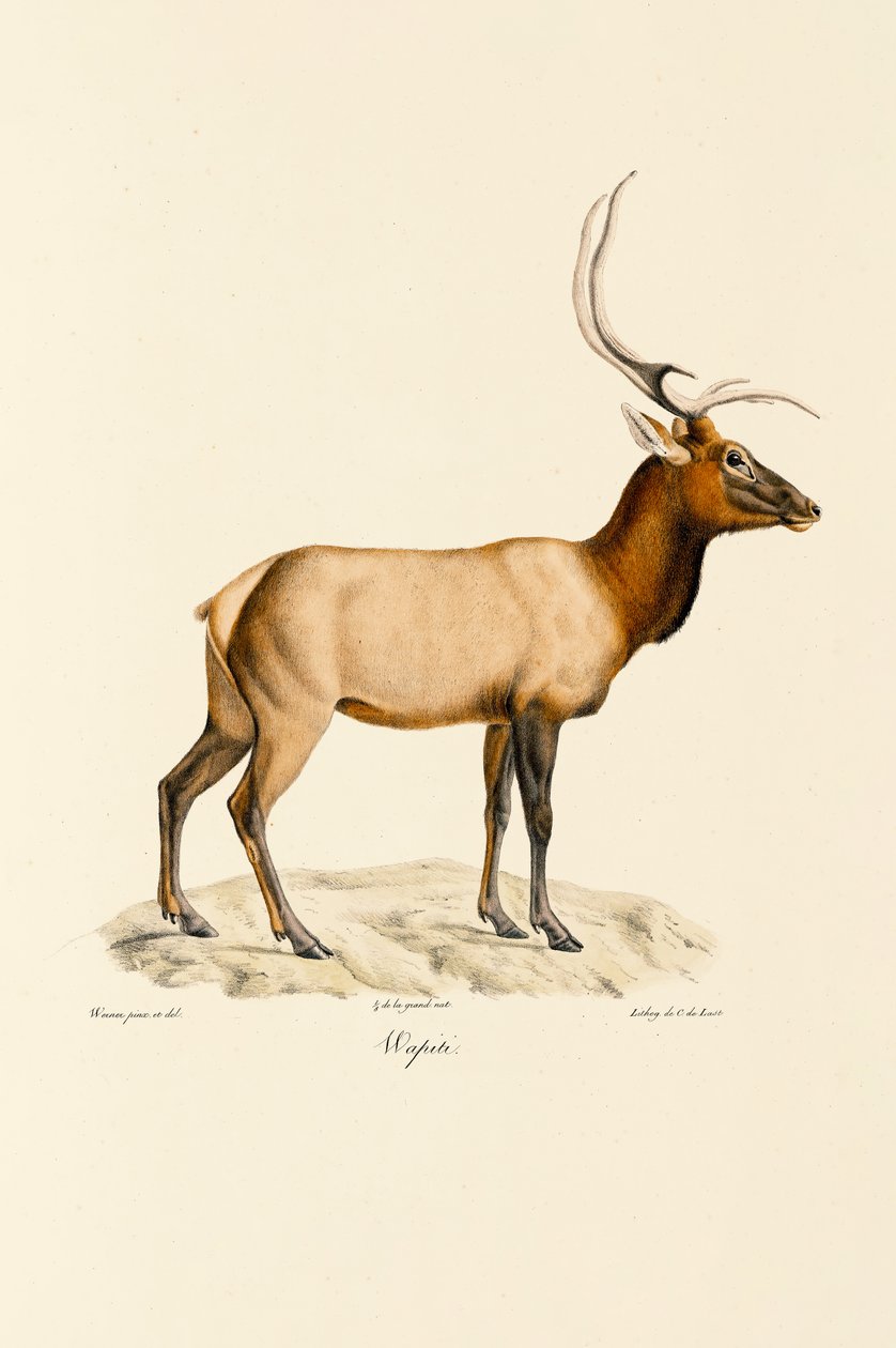 Wapiti by Jacques Christophe Werner