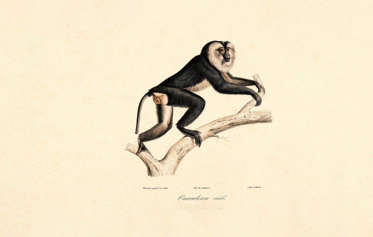 Beyaz Yakalı Mangabey (Erkek) by Jacques Christophe Werner