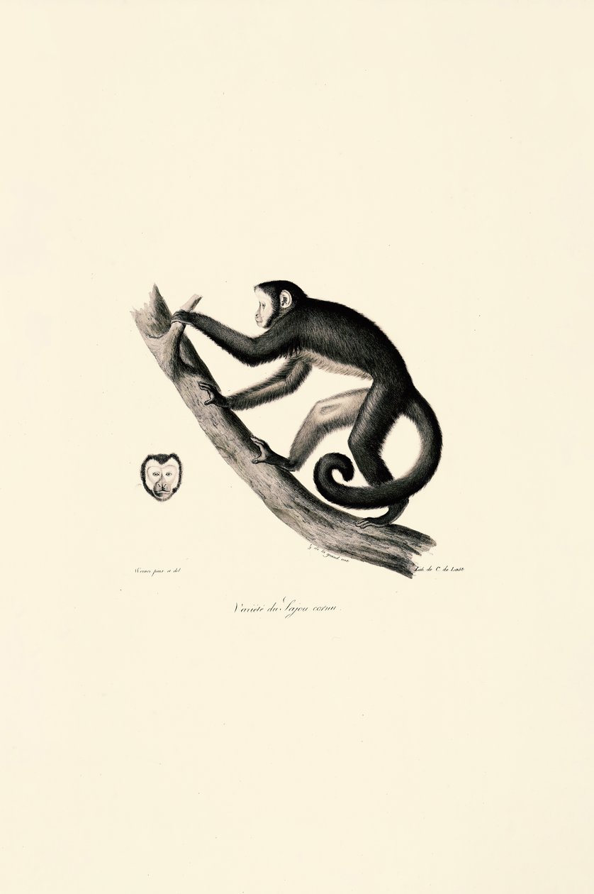 by Jacques Christophe Werner