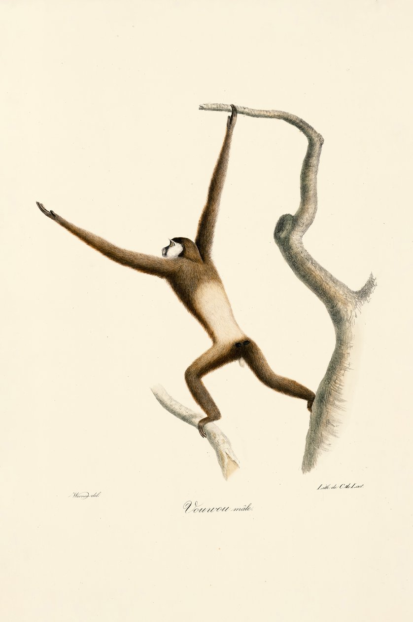  by Jacques Christophe Werner