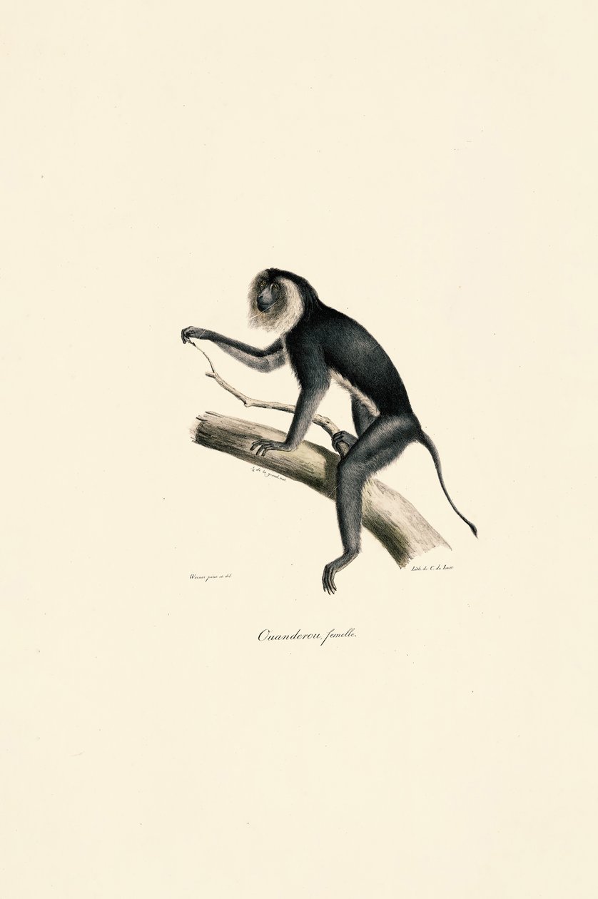  by Jacques Christophe Werner