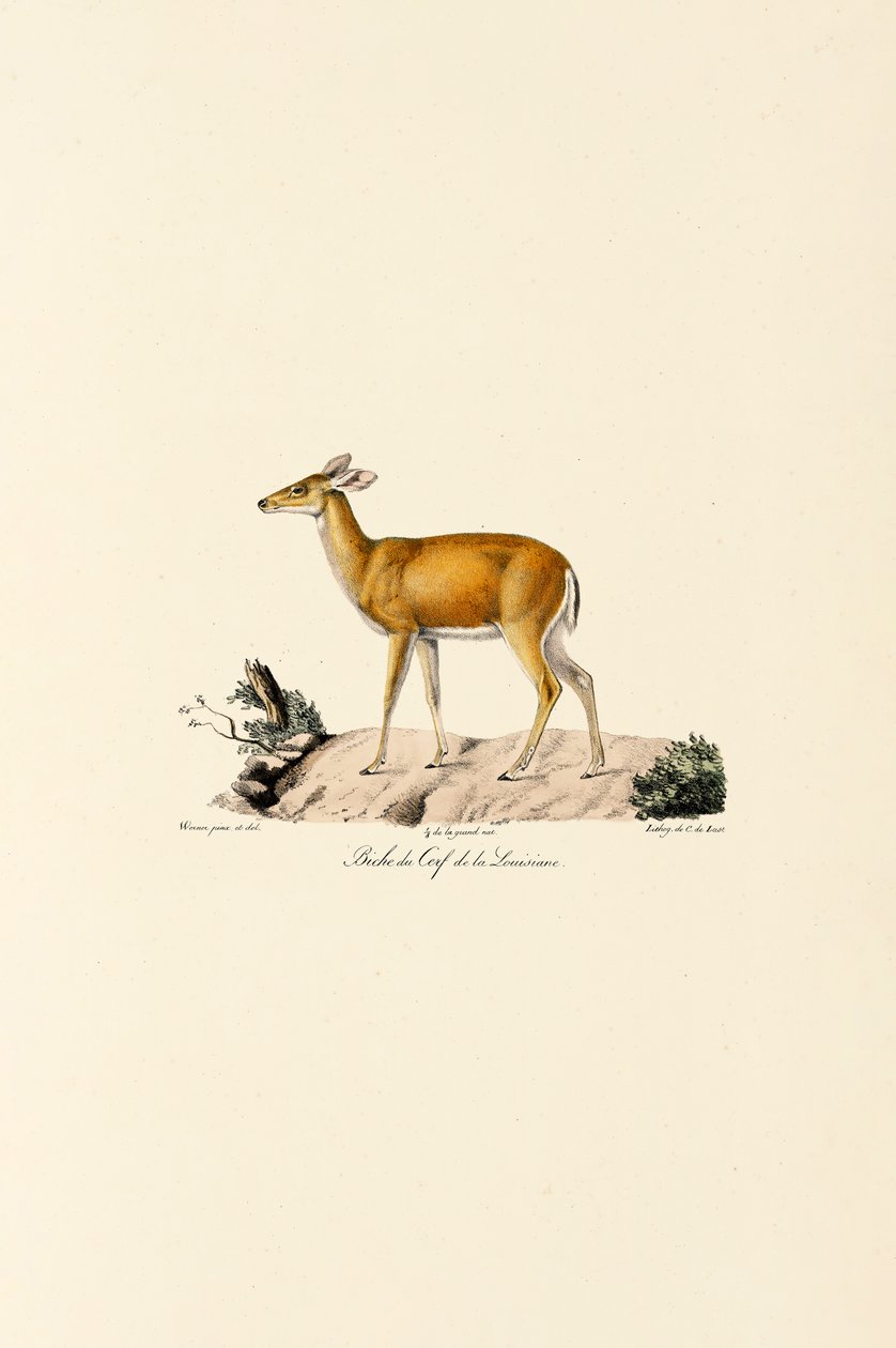 Beyaz Kuyruklu Geyik Dişi by Jacques Christophe Werner