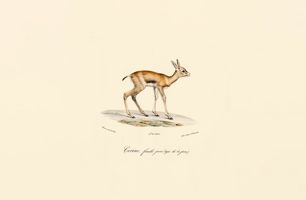  by Jacques Christophe Werner