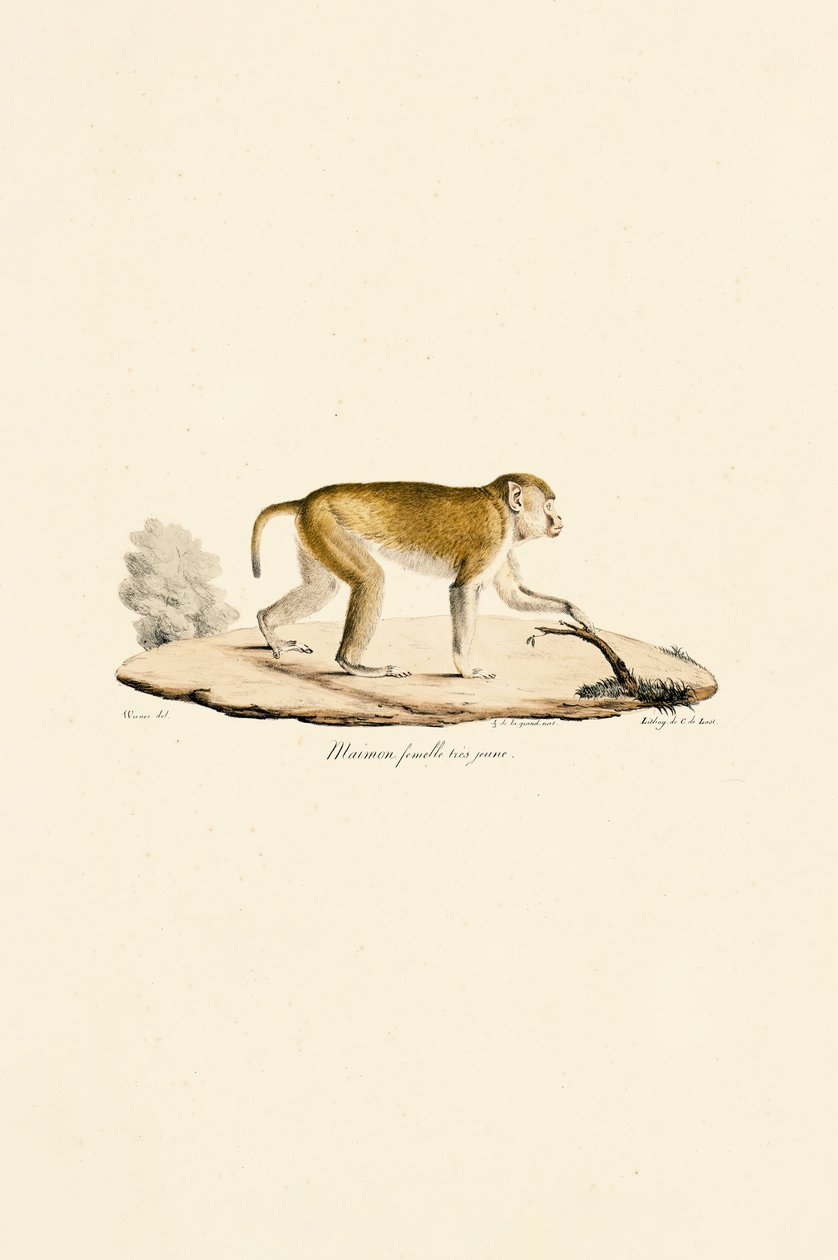  by Jacques Christophe Werner