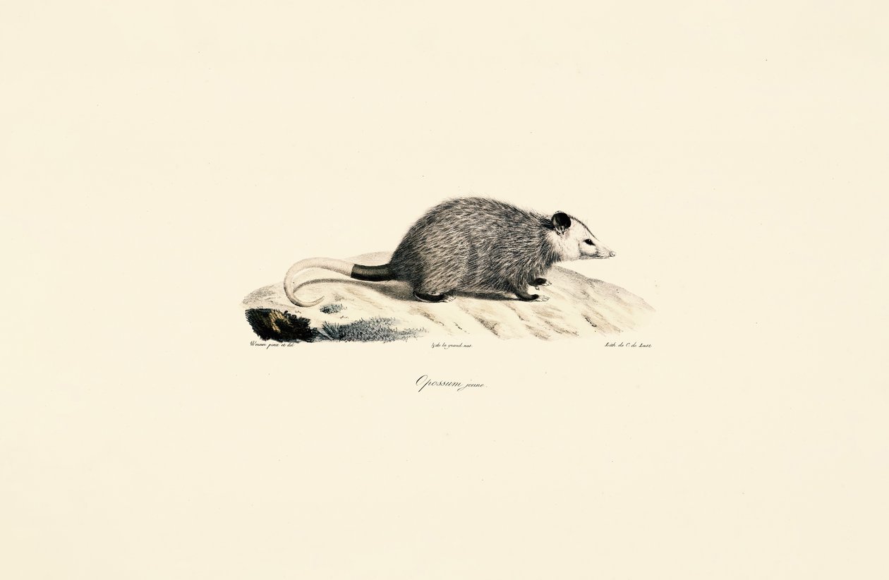 Genç Opossum by Jacques Christophe Werner