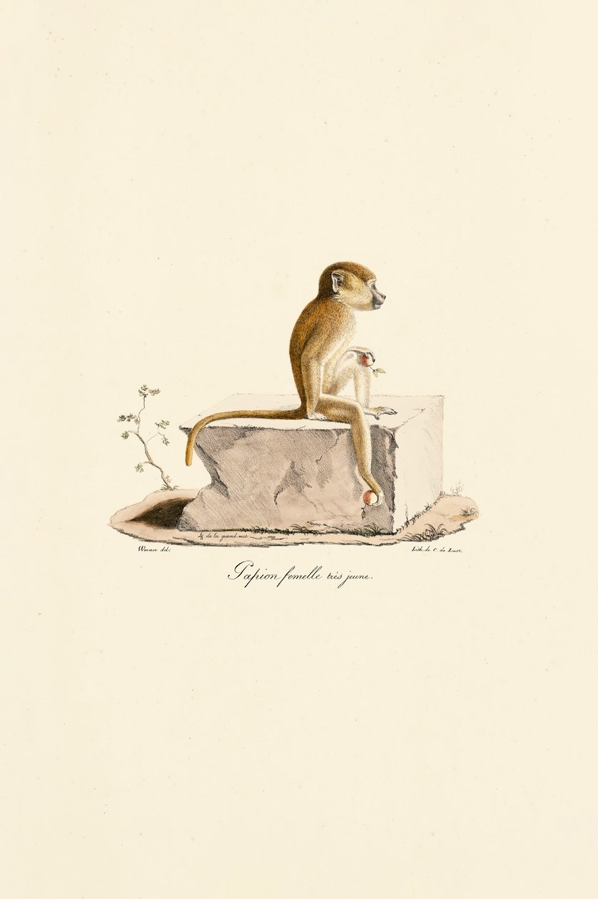Genç dişi Gine Babunu by Jacques Christophe Werner