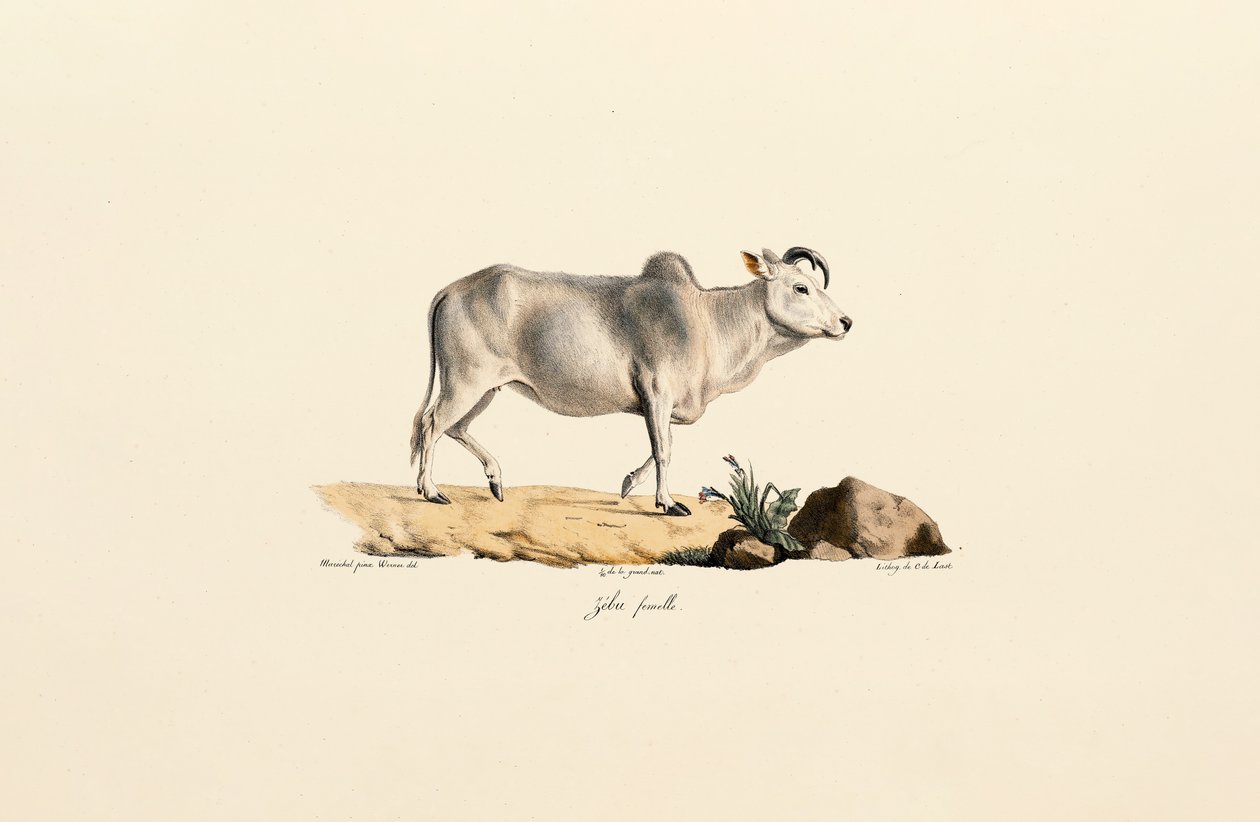 Zebu Dişi by Jacques Christophe Werner