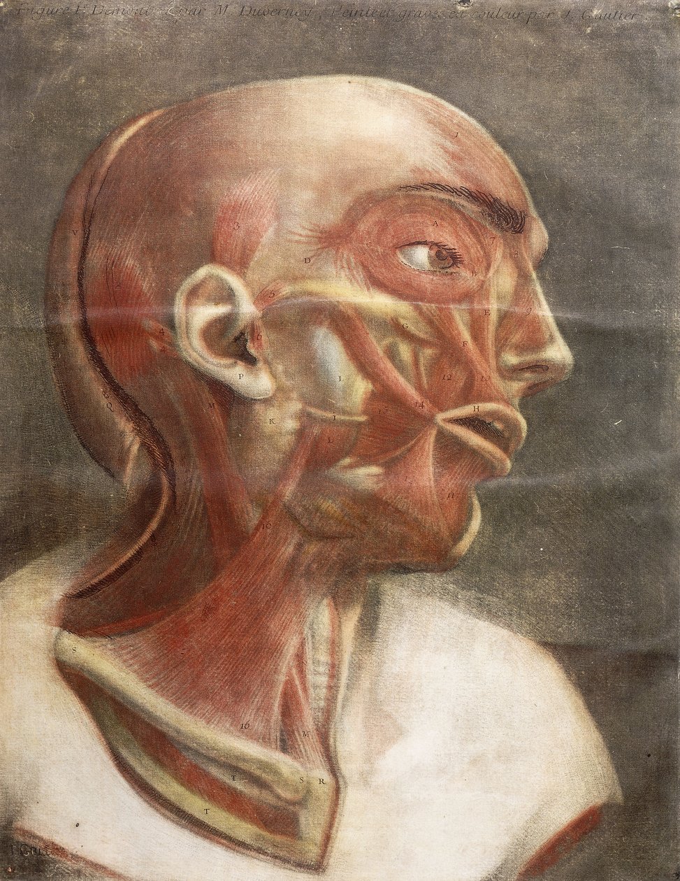 Anatomik Kafa, "Miyoloji renkli ve doğal boyutta tamamlandı", 1746 by Jacques Fabien Gautier dAgoty