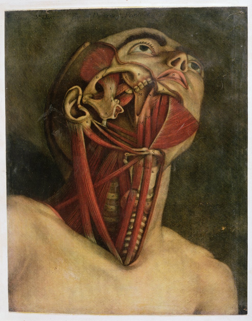 Boynun ve yüzün sağ tarafının enine kesiti, c.1745 (mezziotint) by Jacques Fabien Gautier d