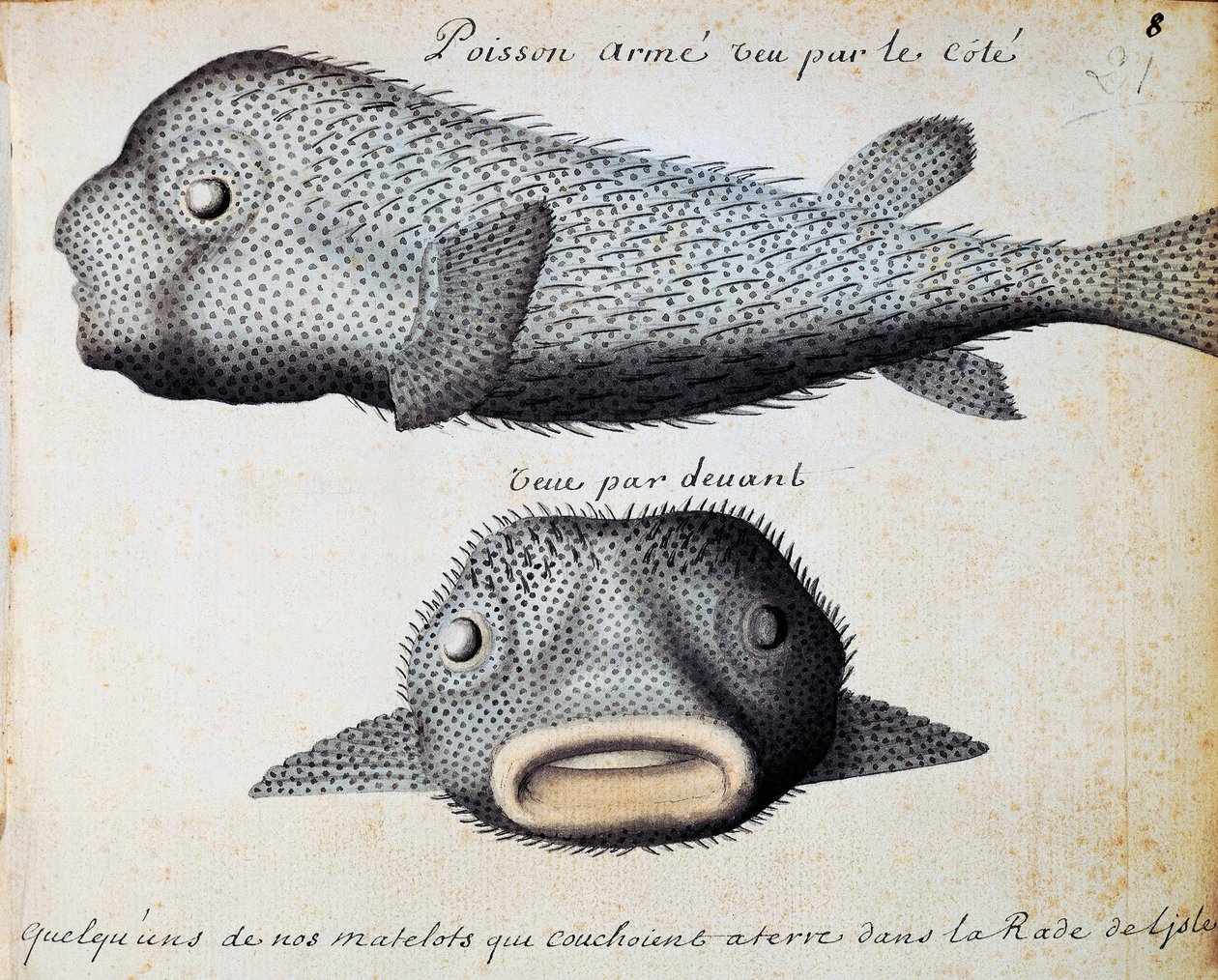 Zırhlı Balık, önden ve yandan görünümler, Sao Vicente adası, Cape Verde, Jacques Gouin de Beauchesne (1652-1730), Compagnie royale de la Mer du Sud