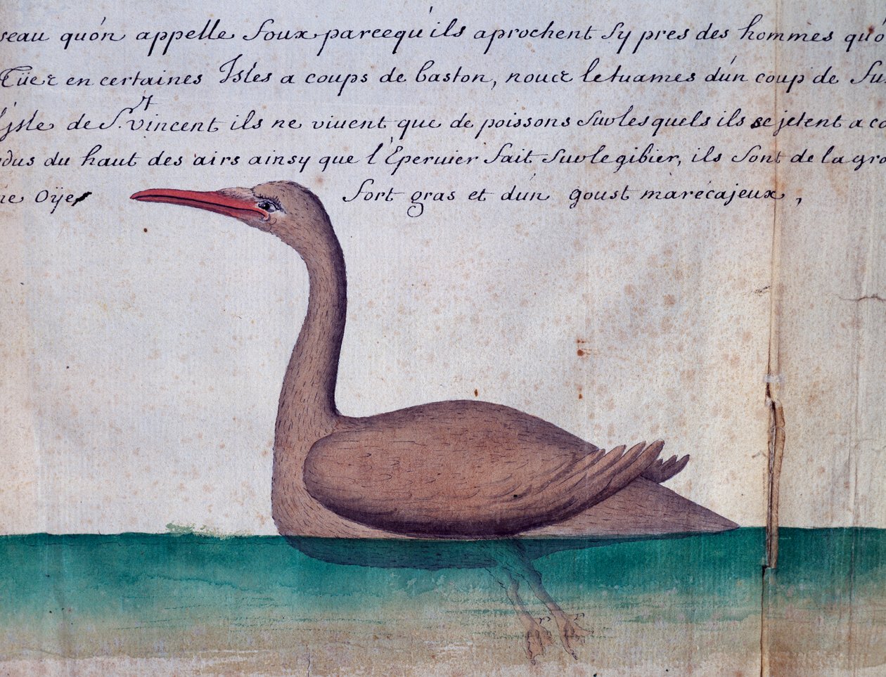 Foux (Booby), Sao Vicente adası, Cape Verde, Jacques Gouin de Beauchesne (1652-1730), Compagnie royale de la Mer du Sud