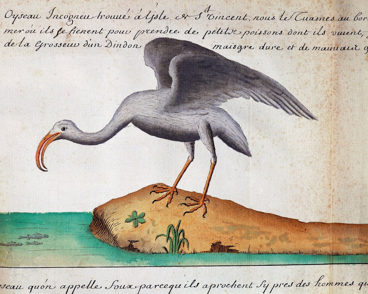 Beyaz Ibis (Eudocimus albus), Sao Vicente adası, Cape Verde, Jacques Gouin de Beauchesne (1652-1730), Compagnie royale de la Mer du Sud