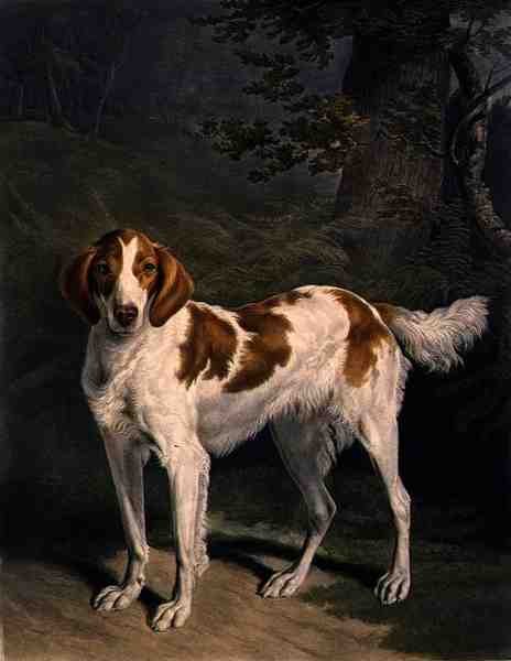 Dash, Charles Turner (1773-1857), pub tarafından oyulmuş. R. Ackermann Jnr. (mezzotint gravür) by Jacques Laurent (after) Agasse