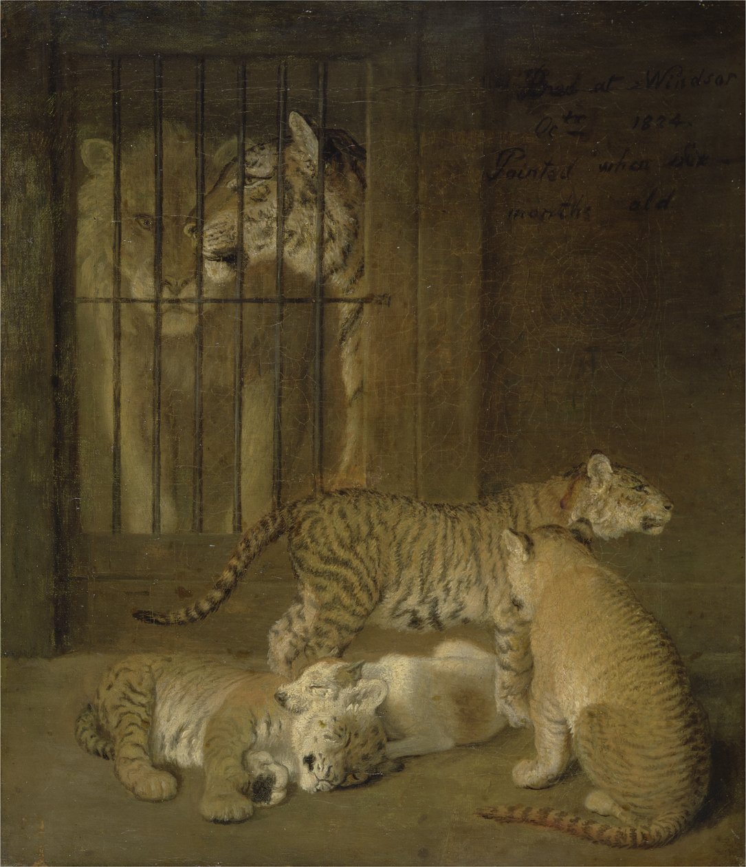 Bir aslan ve bir kaplan arasında yetiştirilen yavrular grubu by Jacques Laurent Agasse