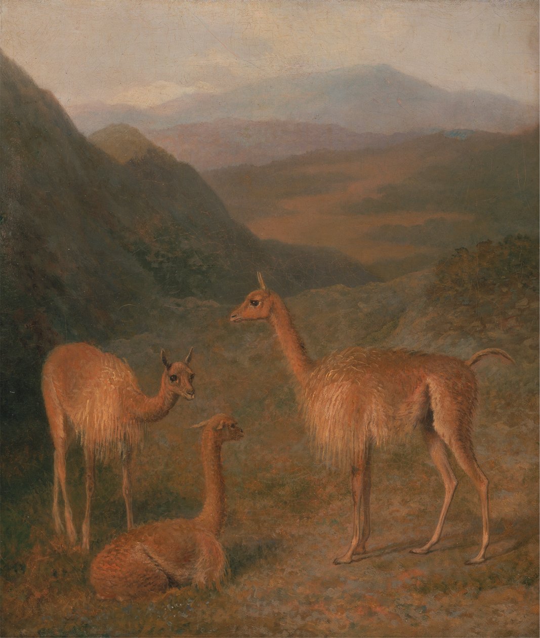 Vicunalar by Jacques Laurent Agasse