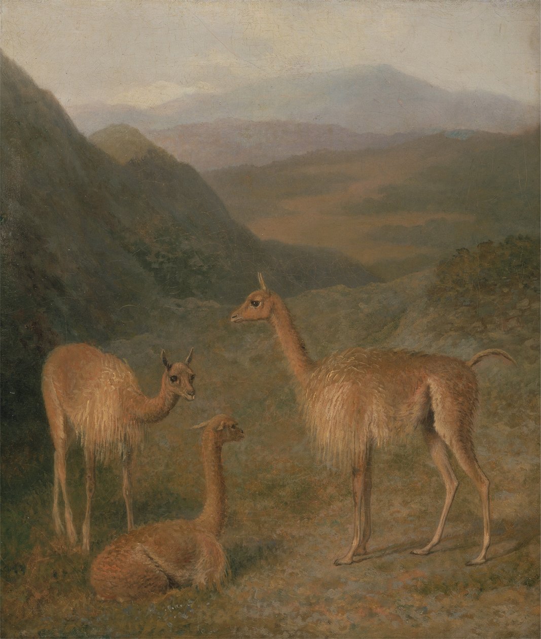 Vicunalar by Jacques Laurent Agasse