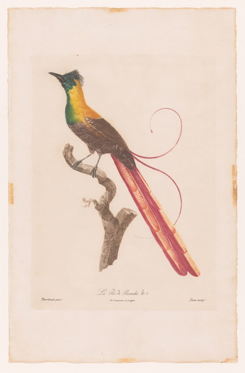 Bir dalda cennet kuşu La Pie de Paradis No 5 (nesne üzerindeki başlık) by Jacques Louis Perée