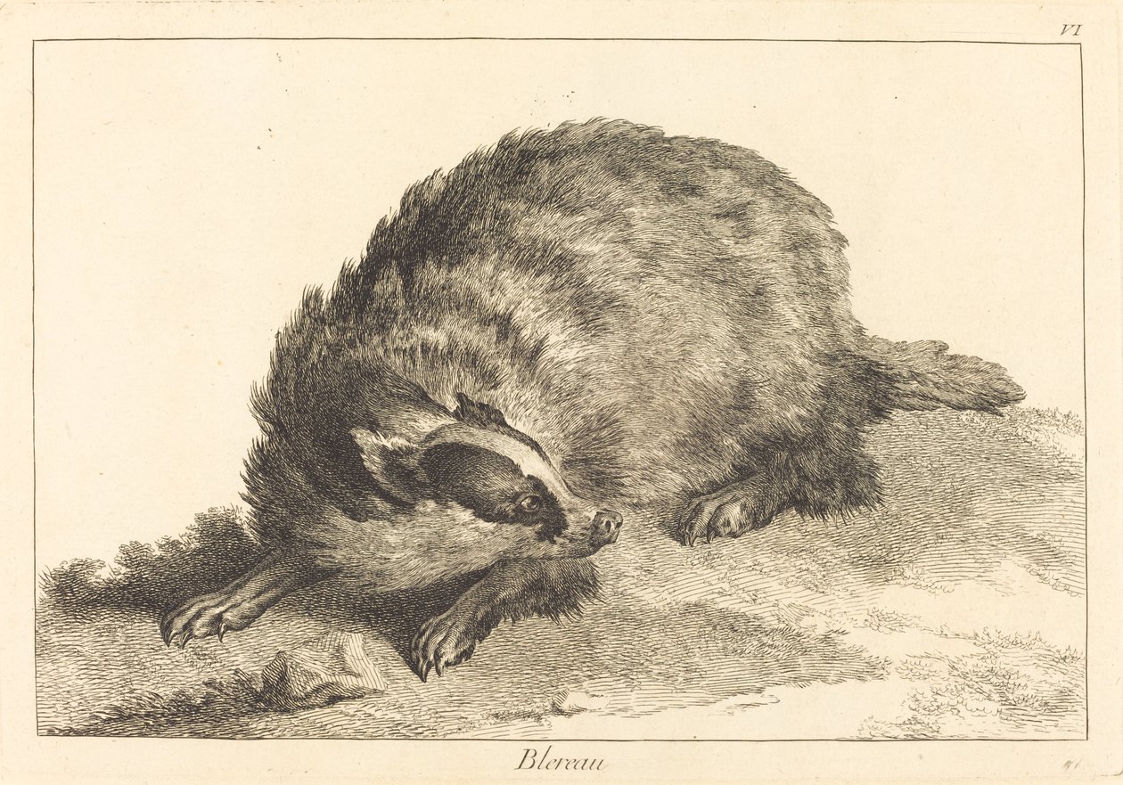 Blereau (porsuk) by Jacques Philippe Le Bas and Jean Eric Rehn after Jean Baptiste Oudry