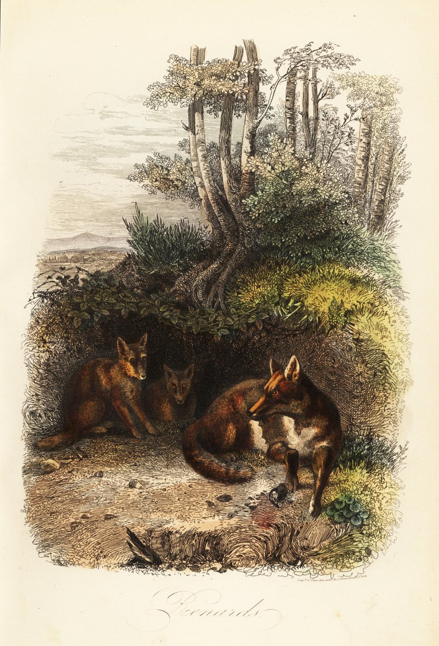 Kızıl tilki ailesi, Vulpes vulpes, bir inin dışında by Jacques Raymond (after) Brascassat