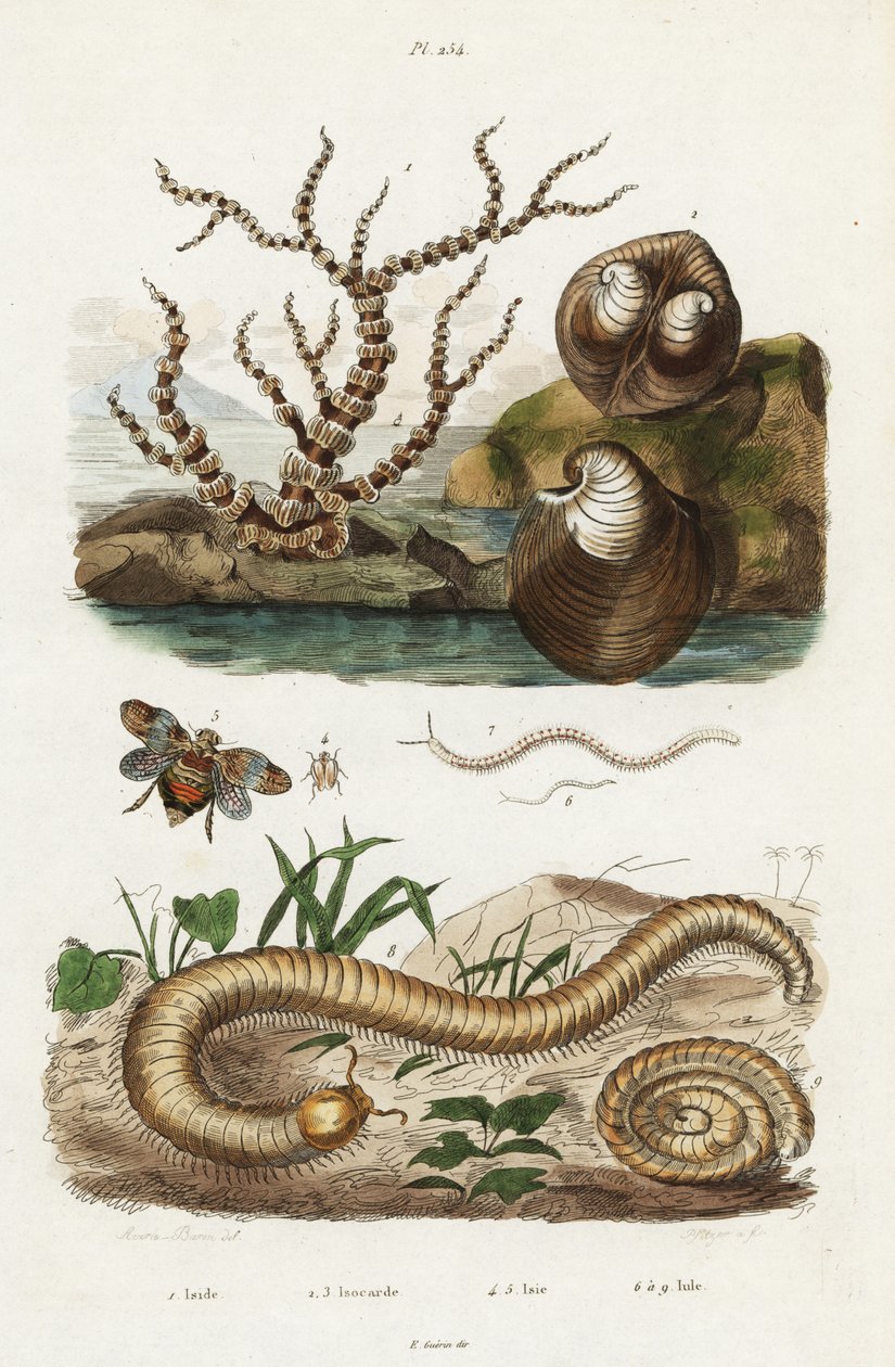 Bambu mercan, öküz kalpli istiridye ve bitki bitleri. by Jacques Reyne Isidore Acarie Baron