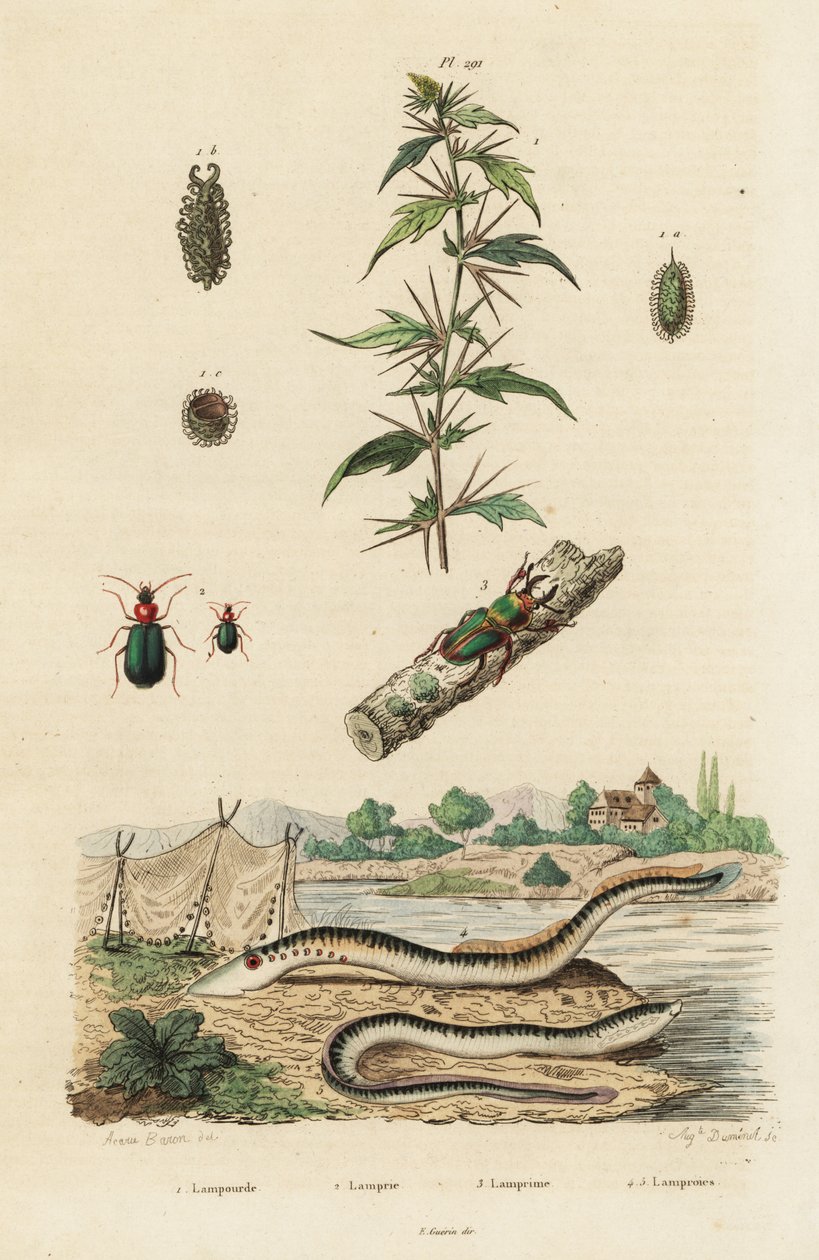 Deniz feneri ve böcekler. by Jacques Reyne Isidore Acarie Baron