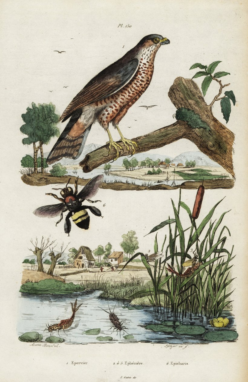 Atmaca, mayıs sineği ve arı., 1834-1839 (gravür) by Jacques Reyne Isidore Acarie Baron