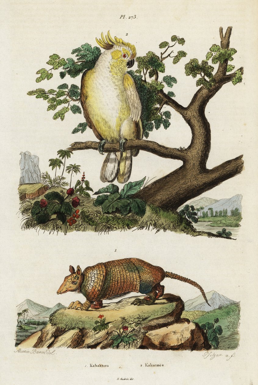 Sarı tepeli kakadu ve armadillo. by Jacques Reyne Isidore Acarie Baron