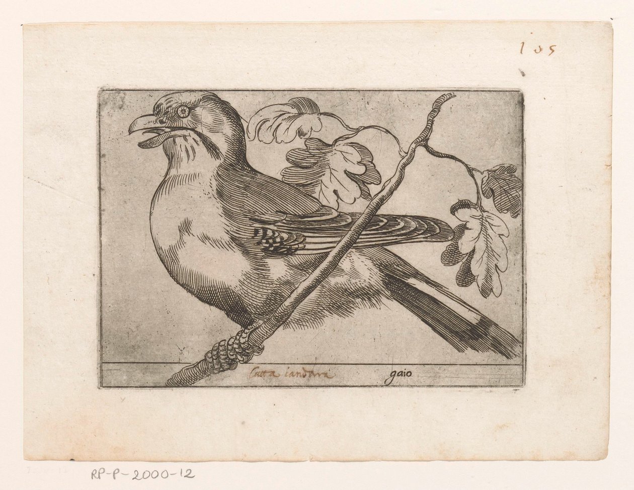 Gaai Gaio (nesne üzerindeki başlık) Vogels (dizi adı) by Jacques de Fornazeris (possibly)