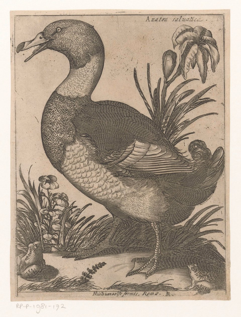 bir D Anatra Saluatica (nesne üzerindeki başlık) Nine Birds (dizi adı) by Jacques de Fornazeris