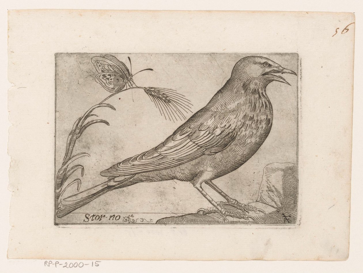 Sığırcık (Sturnus vulgaris) Storno (nesne üzerindeki başlık) Kuşlar (dizi adı) by Jacques de Fornazeris