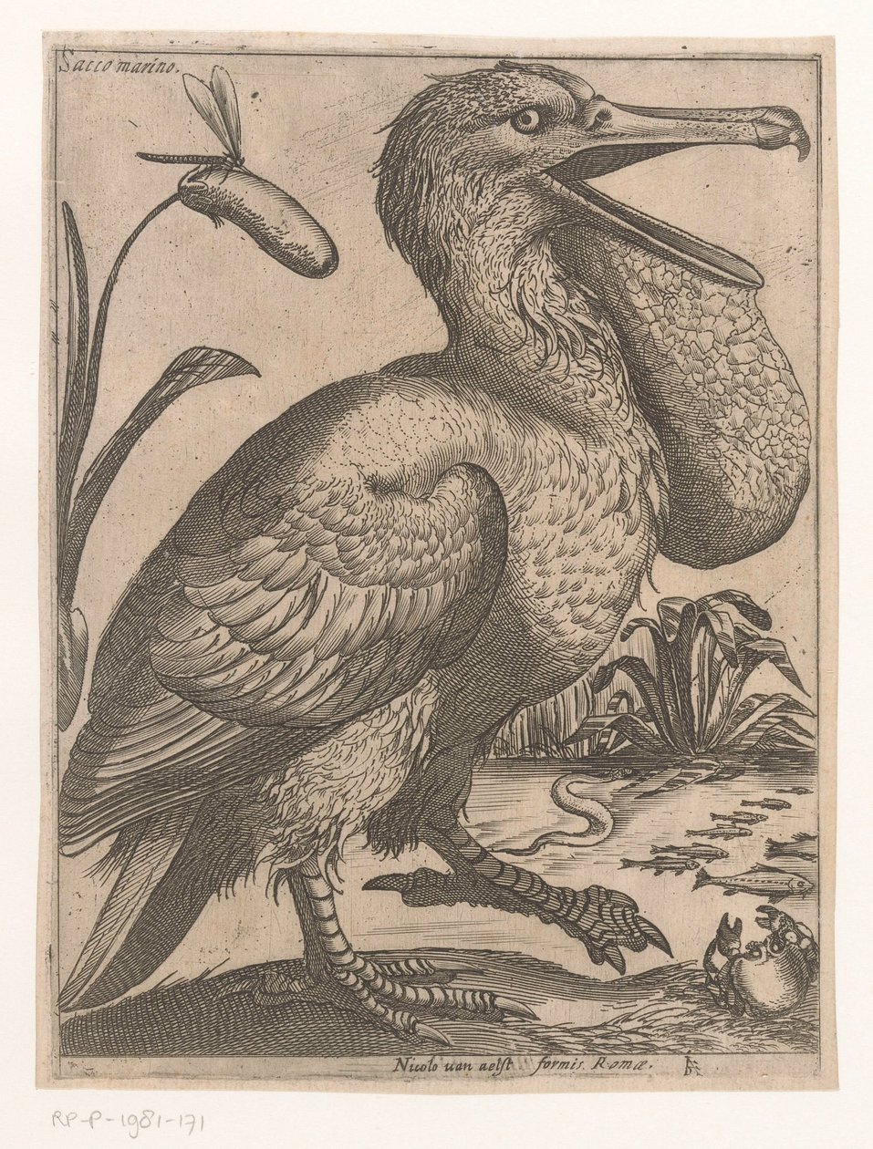 Su kuşu Sacco Marino (nesne üzerindeki başlık) Dokuz kuş (dizi başlığı) by Jacques de Fornazeris