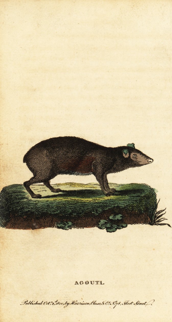 Agouti, Dasyprocta türleri. ,1800 (gravür) by Jacques de Seve