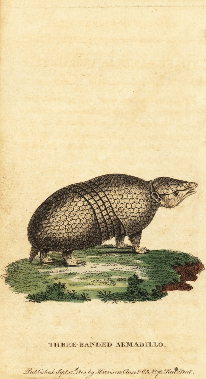Brezilyalı üç bantlı armadillo, Tolypeutes tricinctus, 1800 (gravür) by Jacques de Seve
