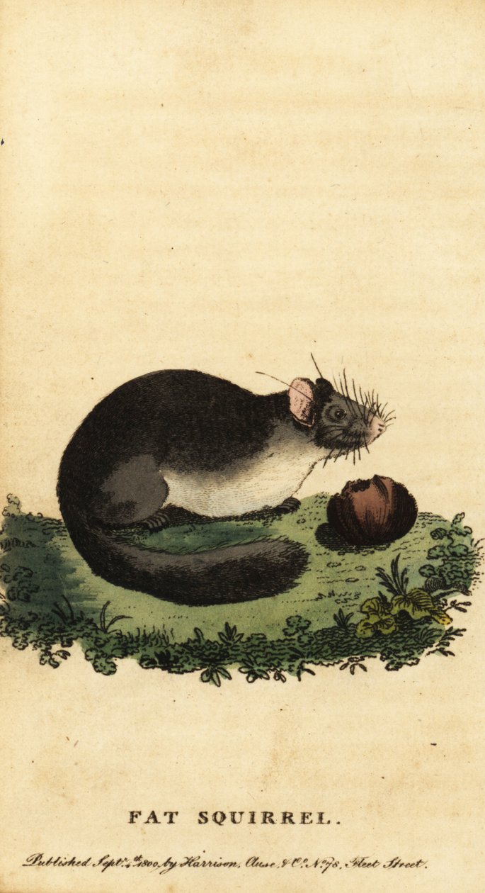Yenilebilir fındık faresi veya şişman fındık faresi, Glis glis.,1800 (gravür) by Jacques de Seve