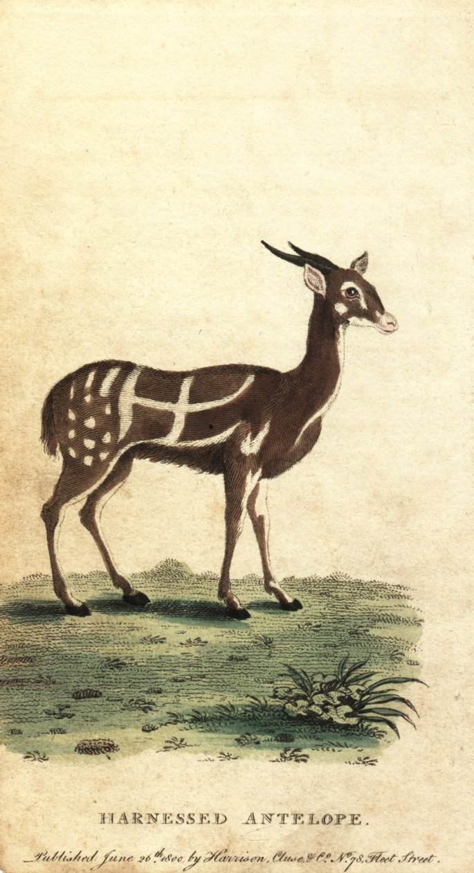 Koşumlu çalı veya kewel, Tragelaphus scriptus., 1800 (gravür) by Jacques de Seve