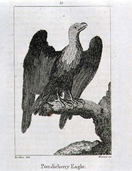 Pondicherry Eagle, Oliver Goldsmith tarafından Londra